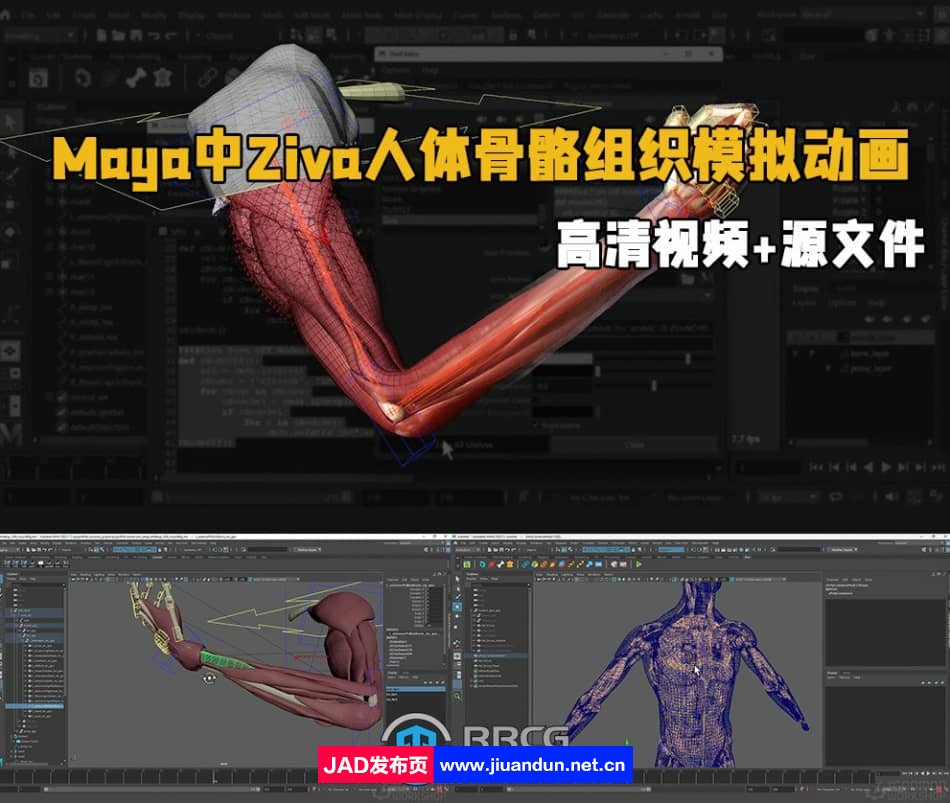 Maya中Ziva VFX人体骨骼组织模拟动画视频教程 maya 第1张