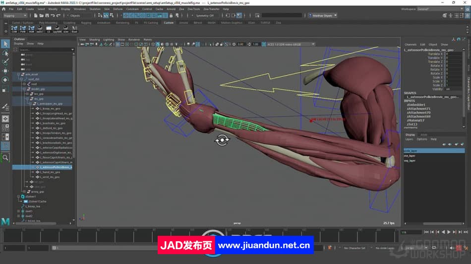 Maya中Ziva VFX人体骨骼组织模拟动画视频教程 maya 第4张