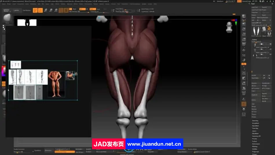 Zbrush逼真3D角色人体骨架肌肉解剖制作视频教程 3D 第12张