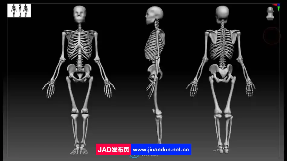 Zbrush逼真3D角色人体骨架肌肉解剖制作视频教程 3D 第16张