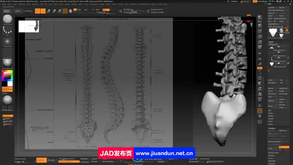 Zbrush逼真3D角色人体骨架肌肉解剖制作视频教程 3D 第2张