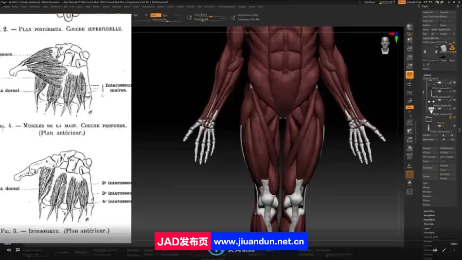 Zbrush逼真3D角色人体骨架肌肉解剖制作视频教程 3D 第5张