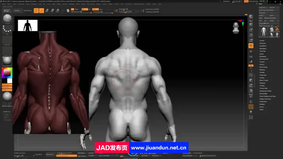 Zbrush逼真3D角色人体骨架肌肉解剖制作视频教程 3D 第6张