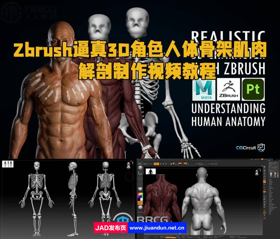 Zbrush逼真3D角色人体骨架肌肉解剖制作视频教程 3D 第1张