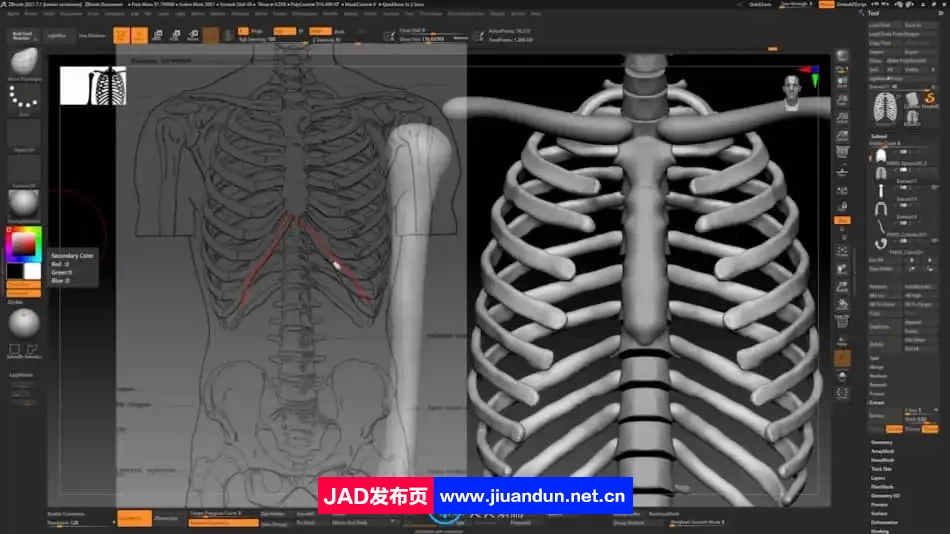 Zbrush逼真3D角色人体骨架肌肉解剖制作视频教程 3D 第3张