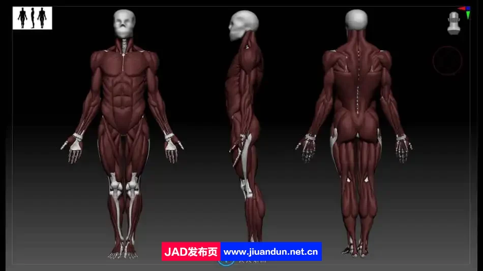 Zbrush逼真3D角色人体骨架肌肉解剖制作视频教程 3D 第14张