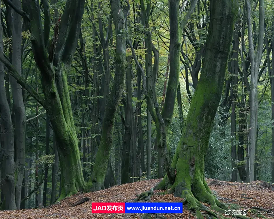 Daniel Laan 风光摄影后期修饰重返神秘暗黑森林3案例-中英字幕 摄影 第5张