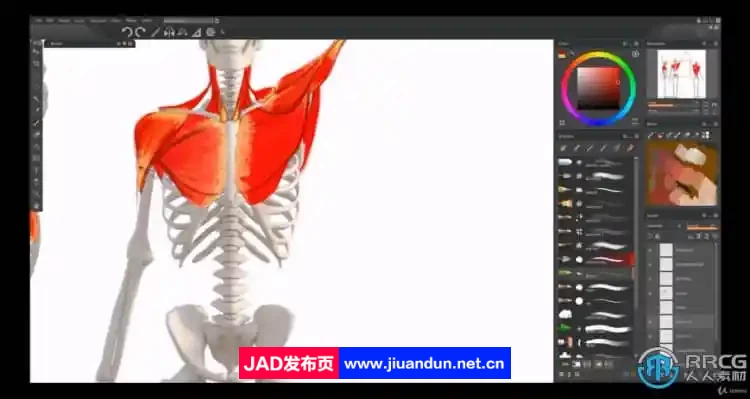 【中文字幕】人体解剖学手脚头脸骨骼肌肉等数字绘画大师级视频教程 CG 第6张