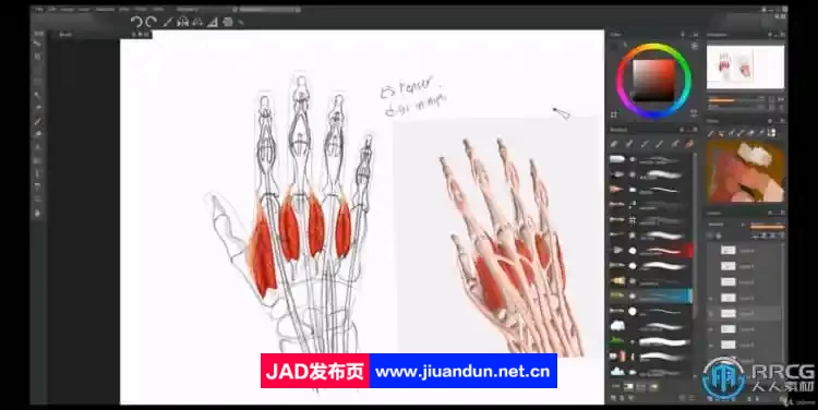【中文字幕】人体解剖学手脚头脸骨骼肌肉等数字绘画大师级视频教程 CG 第8张
