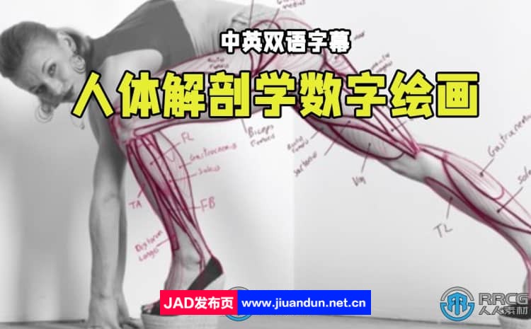 【中文字幕】人体解剖学手脚头脸骨骼肌肉等数字绘画大师级视频教程 CG 第1张