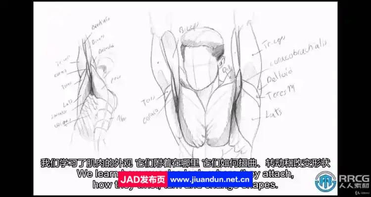 【中文字幕】人体解剖学手脚头脸骨骼肌肉等数字绘画大师级视频教程 CG 第11张