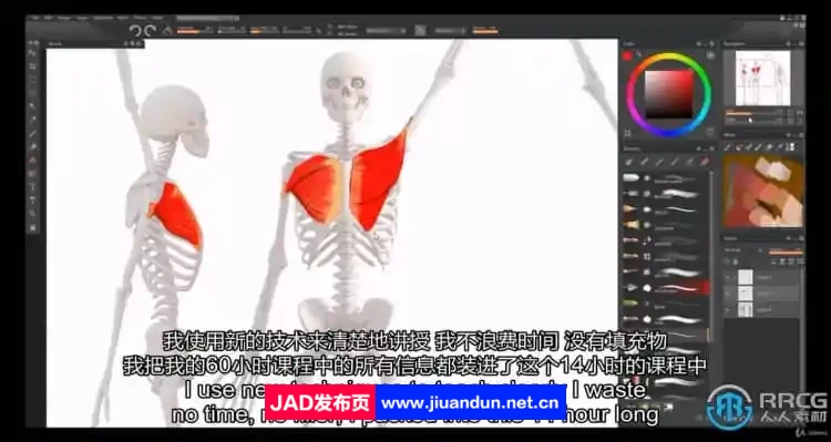 【中文字幕】人体解剖学手脚头脸骨骼肌肉等数字绘画大师级视频教程 CG 第14张