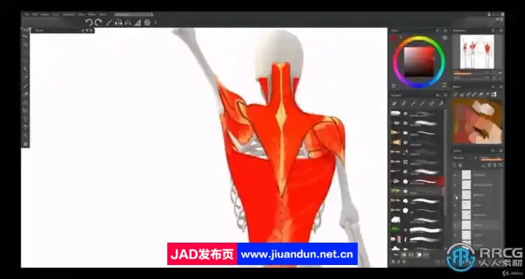 【中文字幕】人体解剖学手脚头脸骨骼肌肉等数字绘画大师级视频教程 CG 第10张
